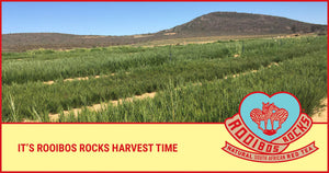 A cuppa all the way from the Cederberg – how Rooibos is harvested